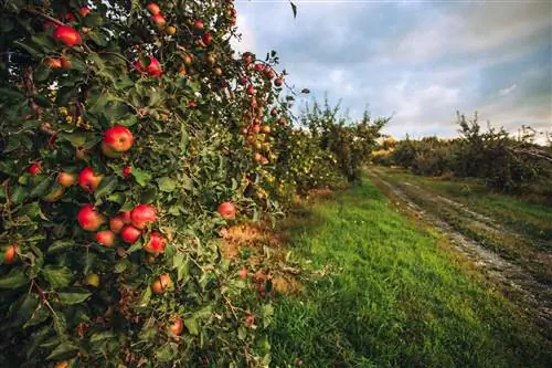 Яблоки в садах Хиллтоп в Беркшире