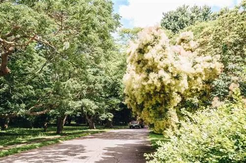 Деревья в дендрарии Арнольда