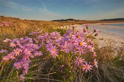 Морские астры (Tripolium pannonicum) весной цветут в дюнах в заливе Пентл, на острове Треско, на островах Силли, Англия, Великобритания, Европа