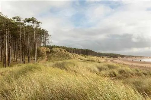 Пляж рядом с лесом в Лланддвине, Англси, Уэльс