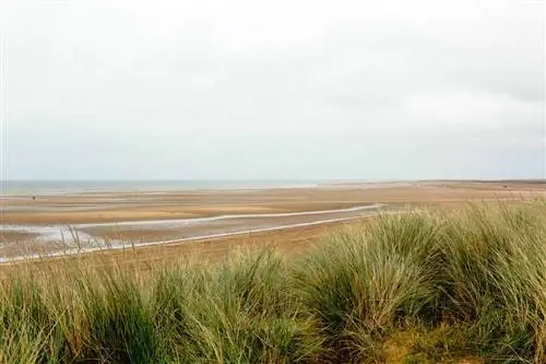 Трава дюн на побережье Ханстентон-Бич в Норфолке, Англия.