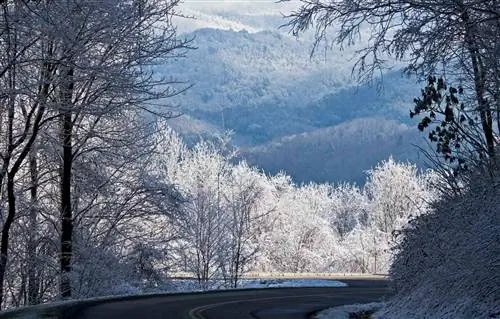 Дорога прорезает заснеженный лес