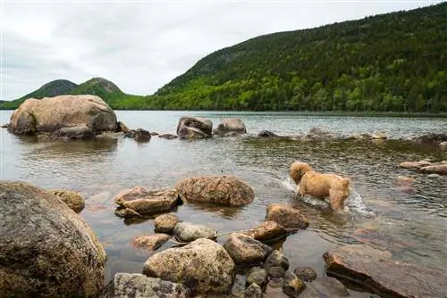 Щенячий брод и брызги в воде национального парка Акадия