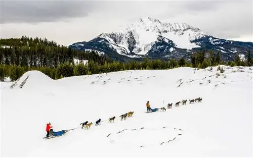 Катание на собачьих упряжках на курорте Big Sky Resort в Монтане