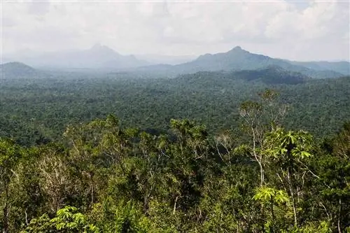 Вид с вершины заповедника дикой природы Кокскомб Бэйсин