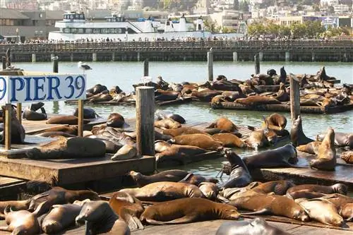 Морские львы лежат на пирсе 39 в Сан-Франциско. Морские львы лежат на пирсе 39 в Сан-Франциско.
