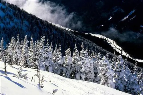 Снежный склон с вечнозеленым лесом