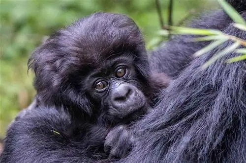 Гориллы в Руанде