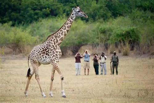 Африканские иконы в национальном парке Южная Луангва, Замбия
