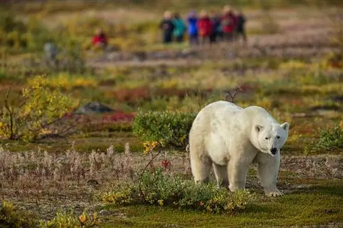 Белые медведи в Гудстонском заливе