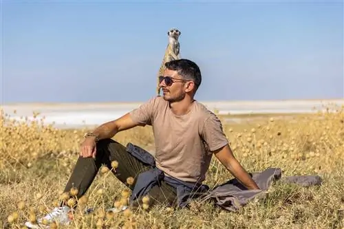 Сурикаты в пустыне Калахари на юге Африки