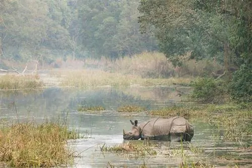 Большой однорогий носорог в национальном парке Читван, Непал