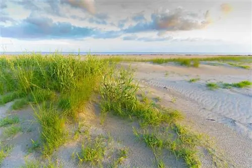 Полуденное солнце на дюнах Холли-Бич