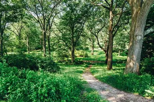 Дорожка через дендрарий Арнольда