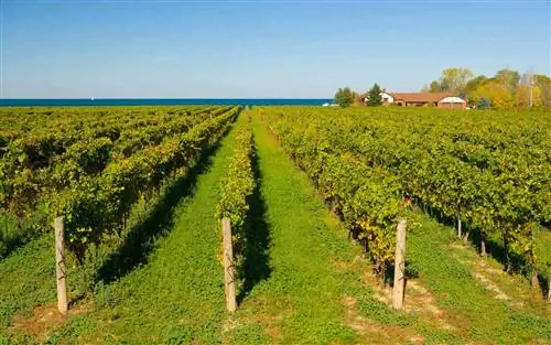 Ряды виноградных лоз уходят к горизонту