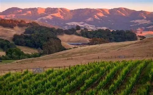 Глядя на виноградники Сономы и горы на закате