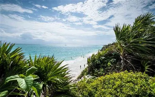 Пальмы, обрамляющие вид на пляж с белым песком