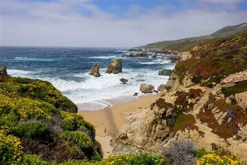 Вид на пляж Биг-Сур с цветами и скалистыми утесами