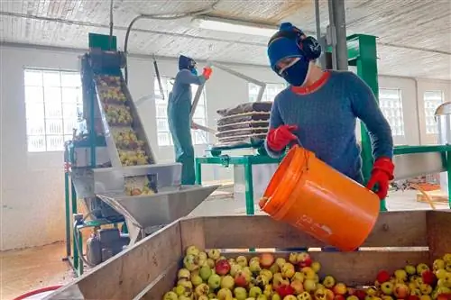 Женщина готовит яблоки в сидре в Eve's Cider.