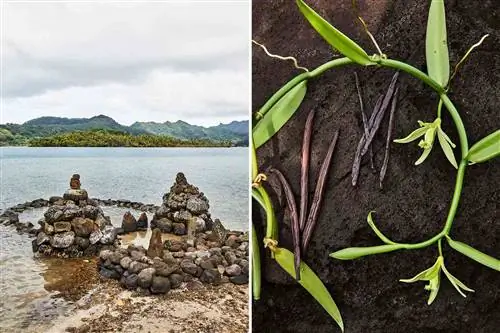 Пара фотографий, на которых изображены каменные насыпи и ванильные бобы на острове Тахаа.