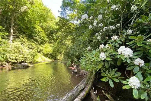 Цветы и укрытие на реке Дэн во время рыбалки нахлыстом на курорте Primland Resort