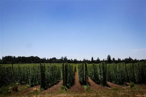 Хмель растет на поле Goschie Farms Inc. в Сильвертоне, штат Орегон, США.