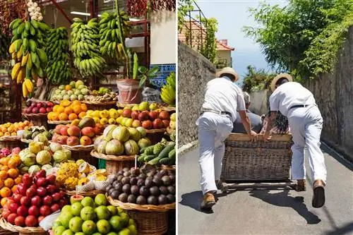 Фотографии с Мадейры, в том числе фрукты для продажи на рынке и легендарные санные автомобили острова.