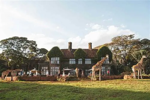 Послеобеденный чай в поместье жирафов