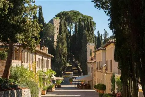 Палисандр Кастильон-дель-Боско, Монтальчино, Италия