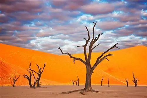 Мертвые деревья акации в Dead Vlei, Намибия