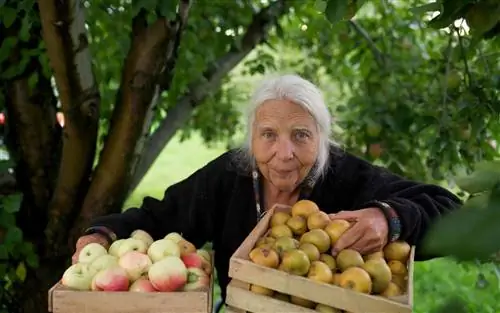 Старинные яблоки Уэстона