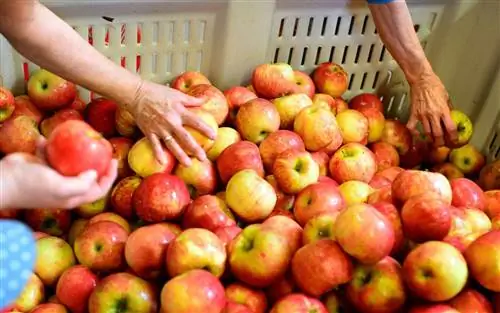 Яблочная ферма Аамодта