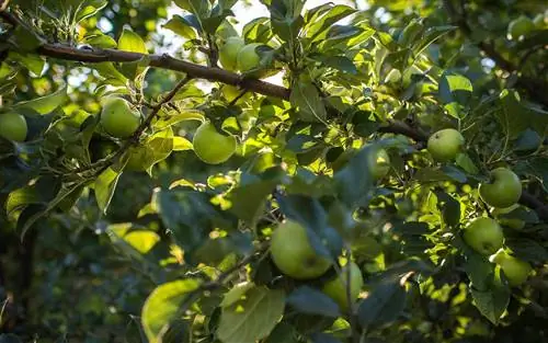 Маунт Вью Орчардс