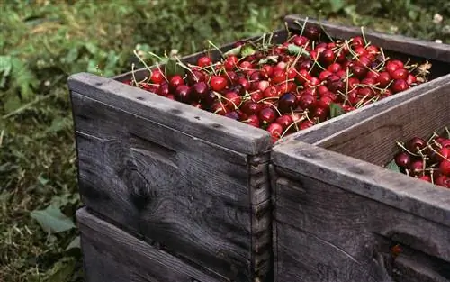 Джонсон Орчардс