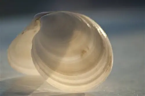 Крупный план морской ракушки на острове Санибел