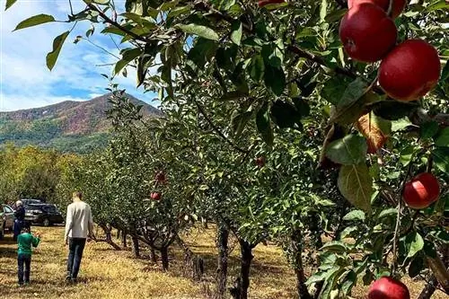 Сбор урожая яблок в саду Гросса