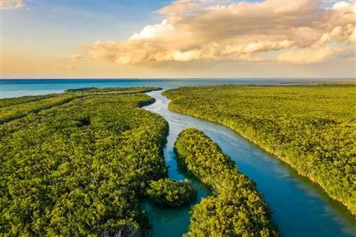 Пейзаж с видом с воздуха на водно-болотные угодья в национальном парке Эверглейдс на закате, Флорида