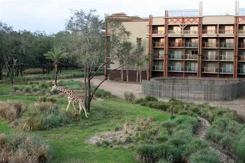 Жираф пасется возле балкона гостевой комнаты в Animal Kingdom Lodge в Disney World в Орландо, штат Флорида.
