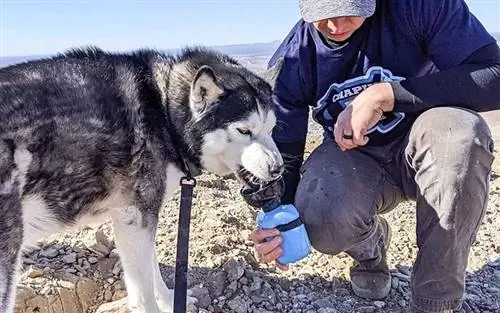 Бутылка для воды для домашних животных Lesotc