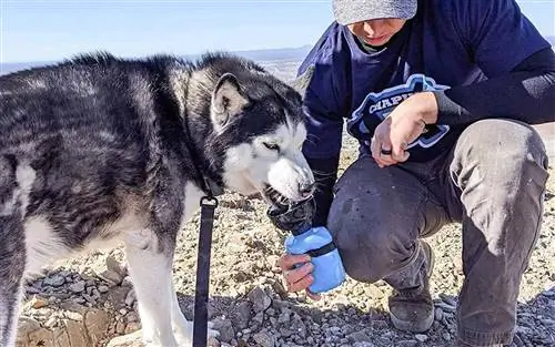Эта бутылка для воды для собак сделает прогулку с вашим питомцем легкой прогулкой