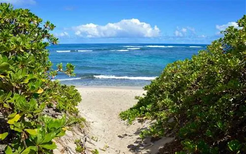 Эта поездка на Гавайи предлагает уединение, серфинг и креветок на северном берегу Оаху