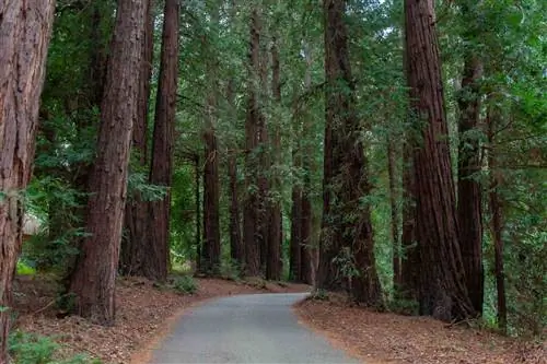 Пустая дорога среди деревьев в лесу в государственном парке Пфайффер-Биг-Сур