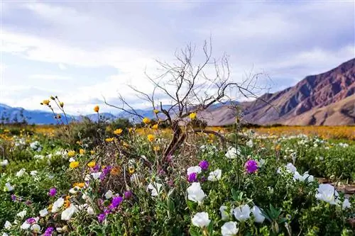 Красивый многоцветный натуральный букет полевых цветов пустыни в государственном парке пустыни Анза Боррего