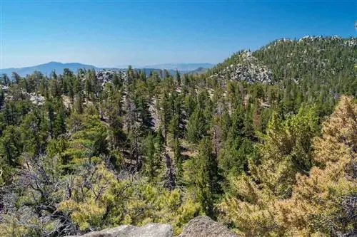 Лес в государственном парке Сан-Хасинто