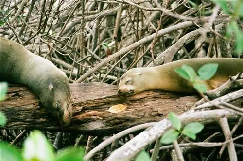 Галапагосские морские львы дремлют на бревне