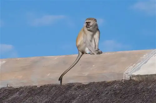 Royal Chundu в Замбии, великолепные виды в роскошном домике