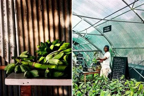 Две фотографии из Сент-Люсии, на одной показаны зеленые плантаны, а на другой - руководство по изготовлению шоколада.