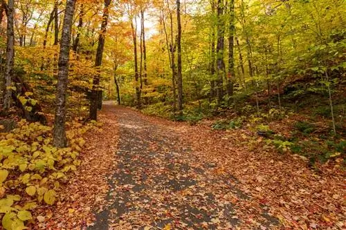 Аппалачская тропа из центра Flume, Нью-Гэмпшир