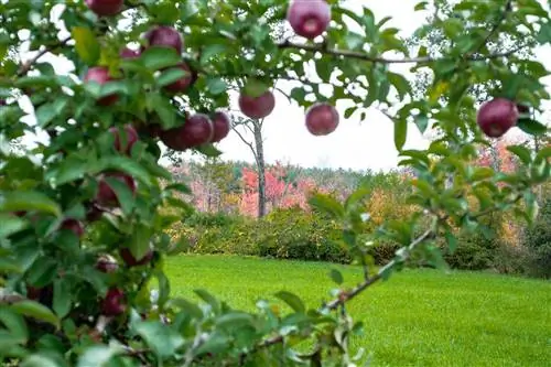Яблоки Макун на деревьях в саду в городе Нью-Гэмпшир