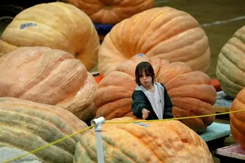 Конкурс гигантских тыкв на ярмарке в Топсфилде